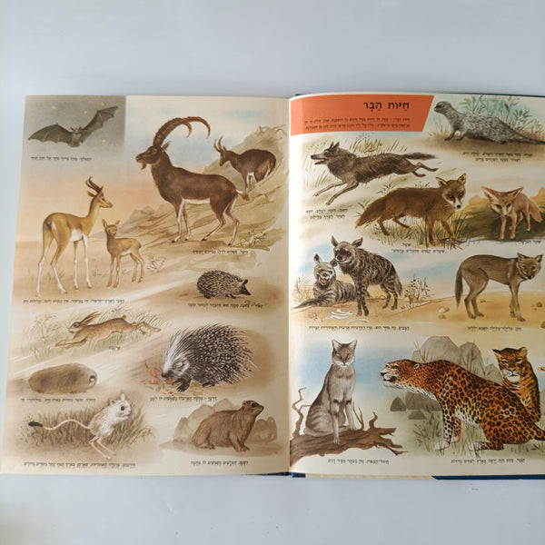 ישראל שלי, אנציקלופדיה לידיעת המולדת בצבעים, הוצאת לוין אפשטיין, 1964