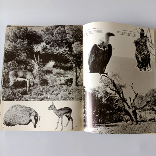 סיפורה של חיפה - ספר צילומים של העיר חיפה, 1976