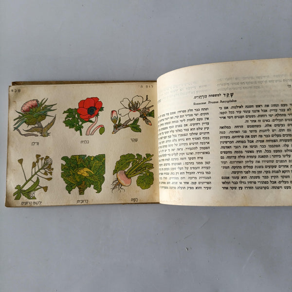 מצמחי הארץ, חודש חודש וצמחיו, סדר א', הוצאת גליונות ללימודי הטבע, נדיר