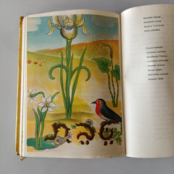 פרחי ארצנו בעונתם, א. שלמון, ציורים איזה