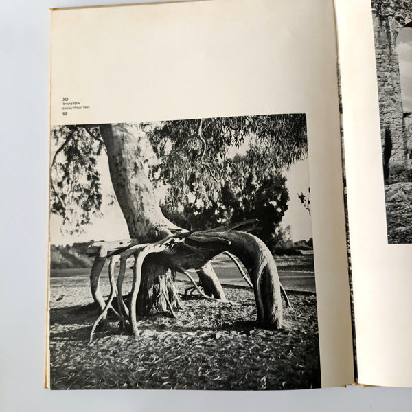 דיוקנה של מולדת, ספר צילומים של מראות הארץ ונופיה, בנו רותנברג, 1958