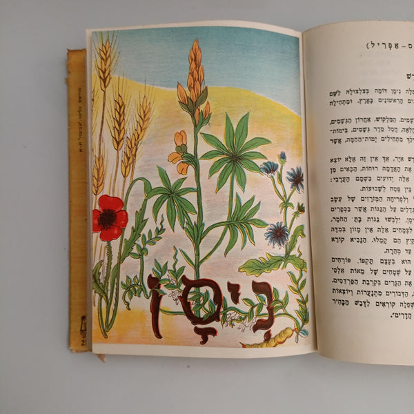 פרחי ארצנו בעונתם, א. שלמון, ציורים איזה