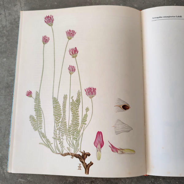 בין שלגי חרמון, איורים של הפרחים והחיות שניתן למצוא בחרמון, איורים וולטר פרגסון
