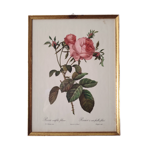 Rosa Centifolia - הדפס בוטני ממוסגר, וינטג'